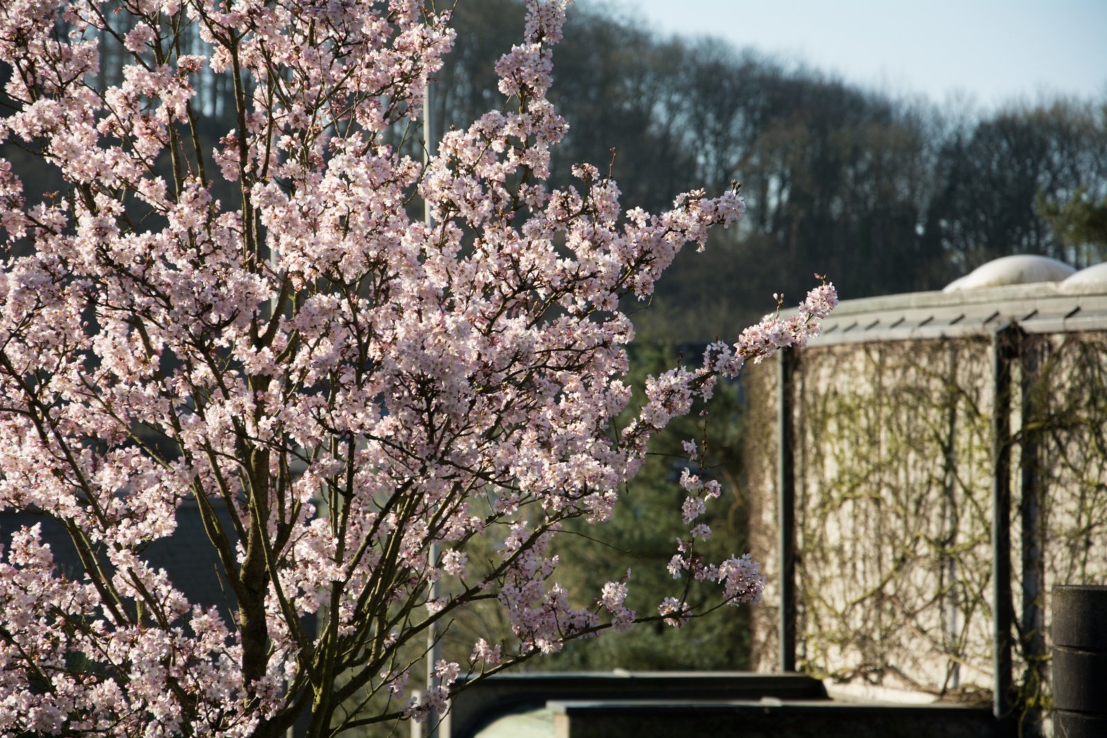 rosa_blüten_baum